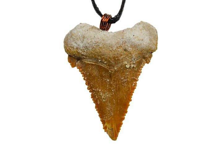 Fossil Shark (Palaeocarcharodon) Tooth Necklace -Morocco #169960